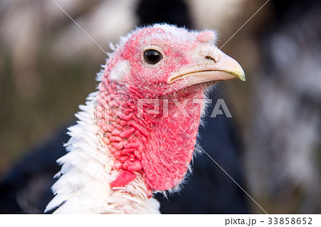 turkey graze close up in the village turkey graze close up in the village 33858652