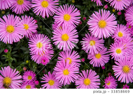 Autumn perennial aster purple on a green Autumn perennial aster purple on a green 33858669