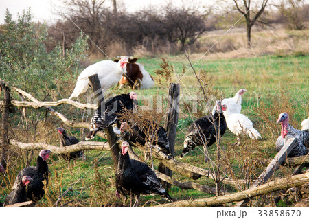 turkeys graze near a wooden fence in the village turkeys graze near a wooden fence in the village 33858670