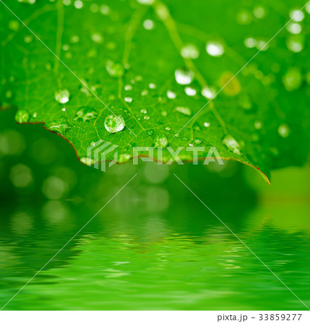 Green leaf with dew 33859277