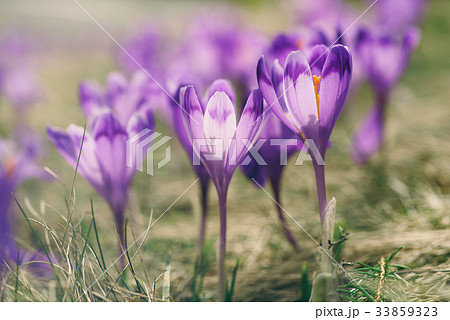 Spring crocus flowers Spring crocus flowers 33859323