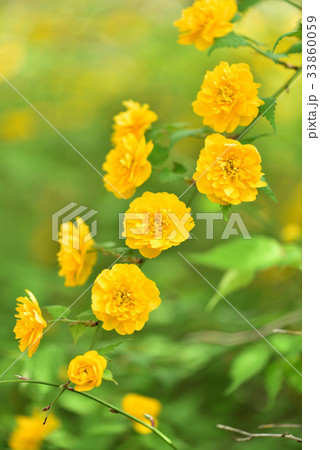 ヤマブキ 33860059