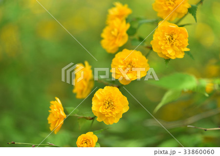 ヤマブキ 33860060