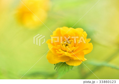 ヤマブキ 33860123