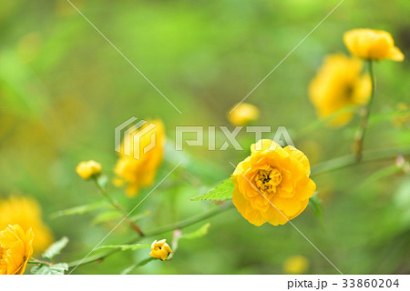 ヤマブキ 33860204