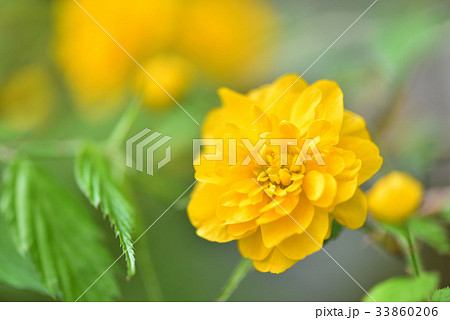 ヤマブキ 33860206