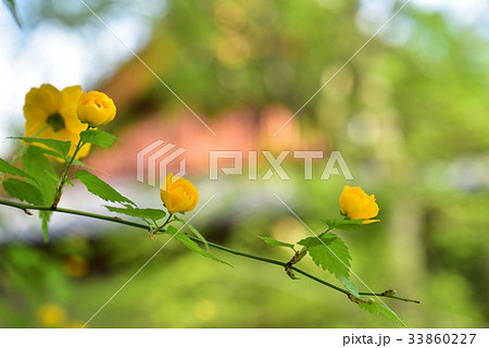ヤマブキ 33860227