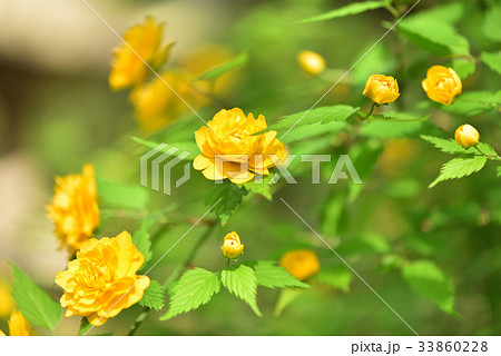 ヤマブキ 33860228