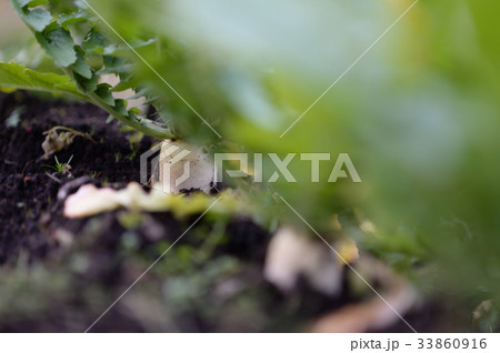 大根　収穫　家庭菜園　畑 33860916