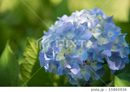 紫陽花 紫陽花ロード 紫陽花 紫陽花ロード 33860936