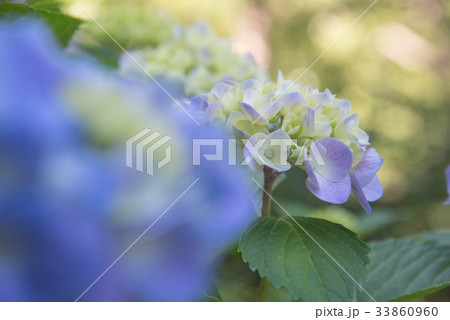紫陽花 紫陽花ロード 紫陽花 紫陽花ロード 33860960