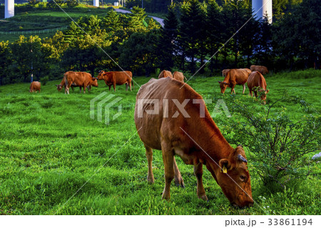 動物 自然 風景 33861194