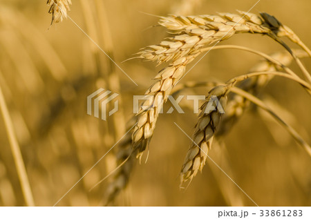 Wheat field. Ears of golden wheat close up Wheat field. Ears of golden wheat close up 33861283
