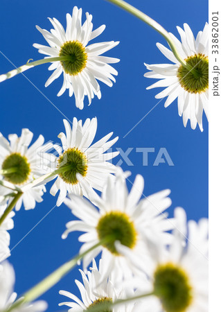 Chamomile flowers seen from the below Chamomile flowers seen from the below 33862001