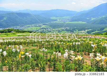 山上の百合園 33862165
