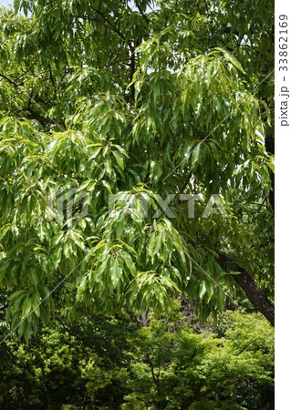 クヌギ クヌギ 33862169