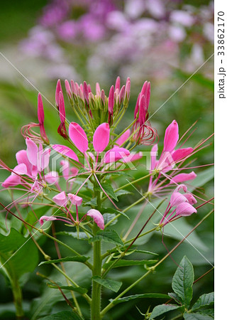 ピンク色のクレオメ ピンク色のクレオメ 33862170