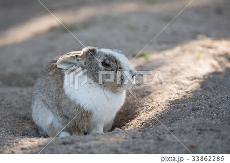 大久野島　ウサギ 33862286