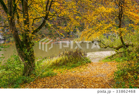 yellow trees on rocky shore of the river yellow trees on rocky shore of the river 33862468