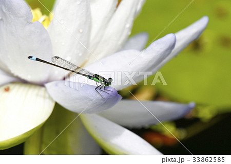 糸とんぼと睡蓮の花 33862585