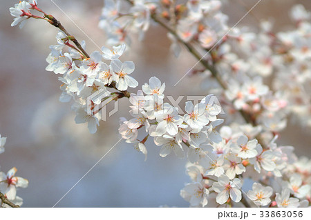 spring sakura pink flower 33863056