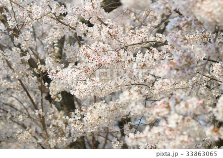 spring sakura pink flower spring sakura pink flower 33863065