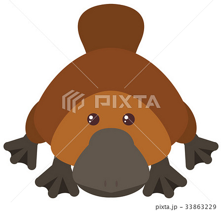 Platypus on white background 33863229