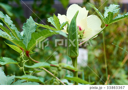 オクラの花とオクラ オクラの花とオクラ 33863367