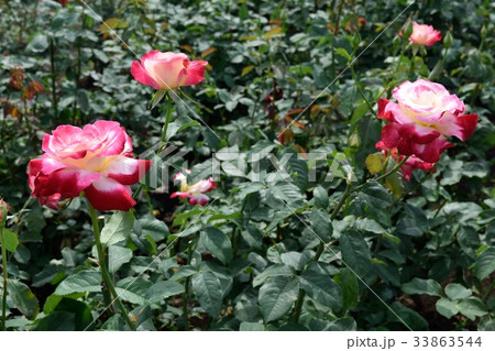 神代植物公園 バラ園"ダブル・ディライト" 濃いピンクのバラの花 神代植物公園 バラ園"ダブル・ディライト" 濃いピンクのバラの花 33863544