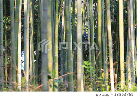 Famous bamboo grove at Arashiyama, Kyoto - Japan 33863769