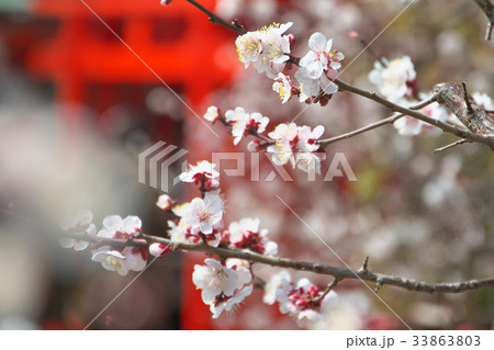 春の北野天満宮 春の北野天満宮 33863803