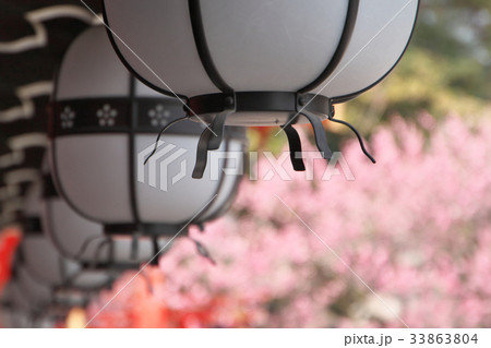 春の北野天満宮 春の北野天満宮 33863804