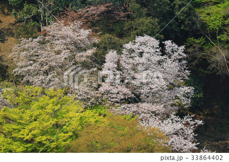 Arashiyama in Kyoto, Japan Arashiyama in Kyoto, Japan 33864402