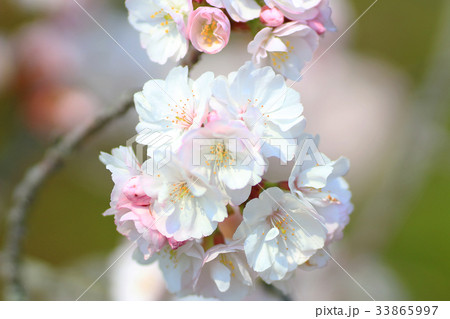 Beautiful Cherry blossom , white sakura flower Beautiful Cherry blossom , white sakura flower 33865997