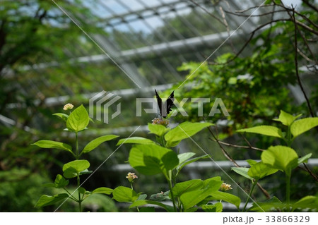 多摩動物公園 昆虫生体園 蝶リュウキュウムラサキ 多摩動物公園 昆虫生体園 蝶リュウキュウムラサキ 33866329