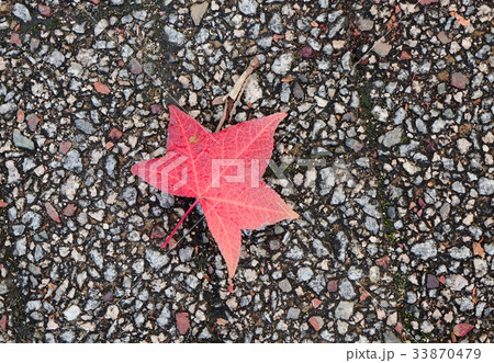 Autumn leaves on the road at city park Autumn leaves on the road at city park 33870479