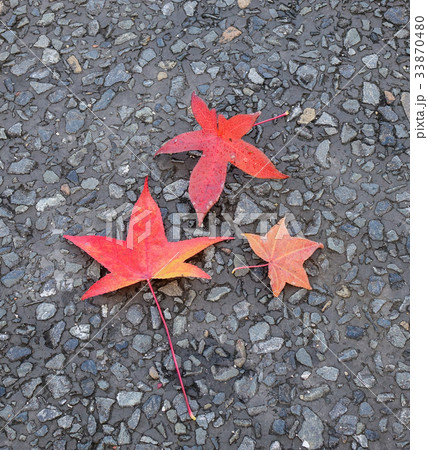 Autumn leaves on the road at city park Autumn leaves on the road at city park 33870480