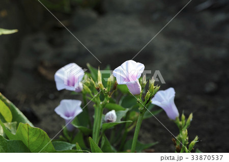 サツマイモの花 薩摩芋の花 さつまいもの花の写真素材