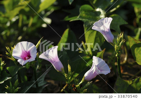 サツマイモの花 薩摩芋の花 さつまいもの花 サツマイモの花 薩摩芋の花 さつまいもの花 33870540