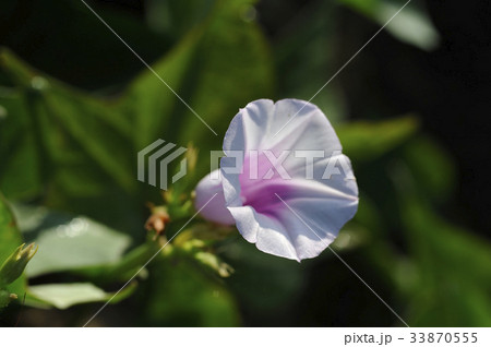 サツマイモの花　薩摩芋の花　さつまいもの花 33870555