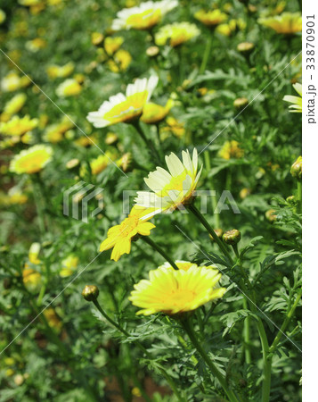 シュン菊 シュン菊 33870901