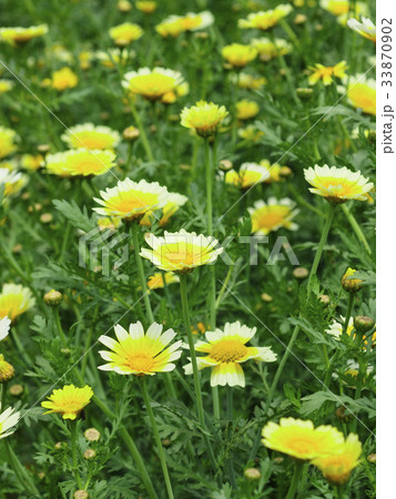 シュン菊 33870902