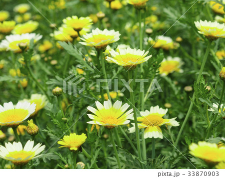 シュン菊 シュン菊 33870903