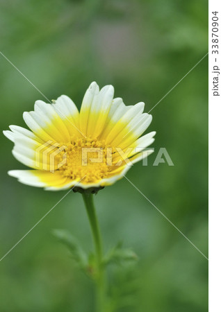 シュン菊 シュン菊 33870904