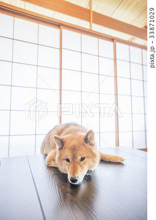 テーブルに伏せする柴犬 テーブルに伏せする柴犬 33871029