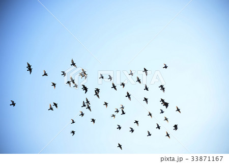 旋回する鳩の群れ　飛翔　鳩　ハト　はと　鳥　飛ぶ　群れ　青空　旋回　たくさん　山　森　快晴 33871167