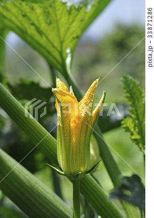 ズッキーニ　花　野菜の花 33871286