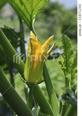 ズッキーニ　花　野菜の花 33871293