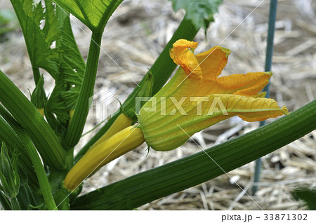 ズッキーニ　花　野菜の花 33871302
