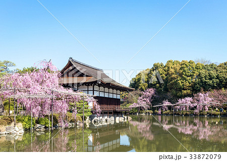 平安神宮の枝垂れ桜 33872079